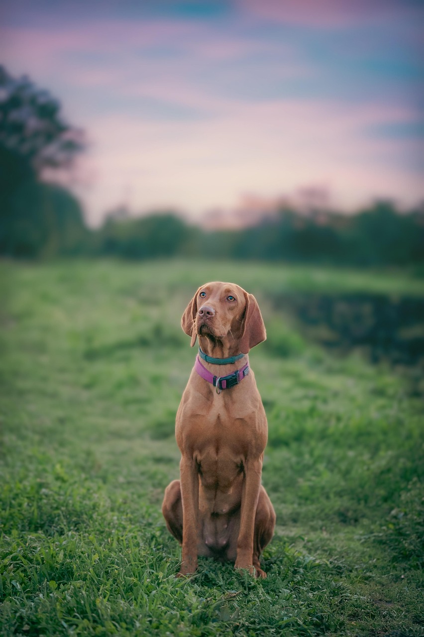 dog, animal, sunset, pet, mammal, species, fauna, cuki, vizsla, portrait, autumn, dog, dog, dog, dog, nature, dog, vizsla