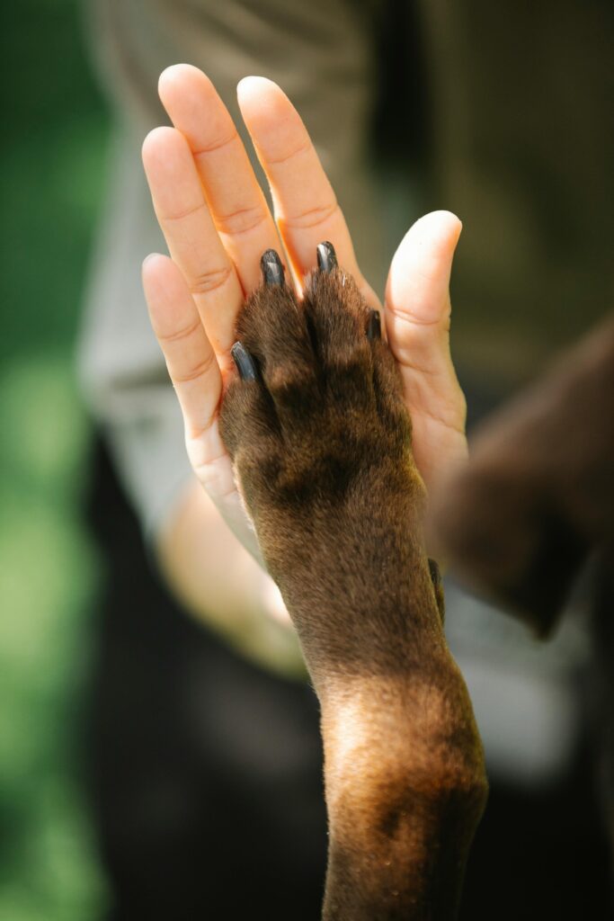 pexels-photo-7210698-7210698 High angle of crop unrecognizable female owner giving high five to brown Labrador Retriever
