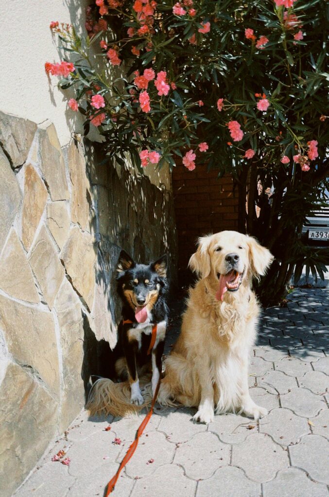 Golden retriever and border collie sitting on a path with flowers overhead, enjoying a sunny day.